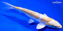 6.25" DOITSU HARIWAKE