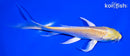 5.5" YAMABUKI OGON BUTTERFLY