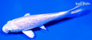 5.75" GINRIN PLATINUM OGON