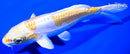 6.25" DOITSU HARIWAKE