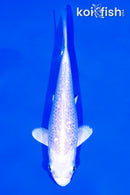 5.75" GINRIN PLATINUM OGON