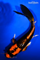 10.25" ORENJI MATSUBA BUTTERFLY