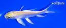 5.5" YAMABUKI OGON BUTTERFLY