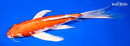 10.25" HARIWAKE BUTTERFLY
