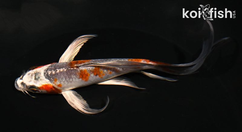 5.5" KUJAKU BUTTERFLY