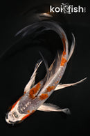 5.5" KUJAKU BUTTERFLY