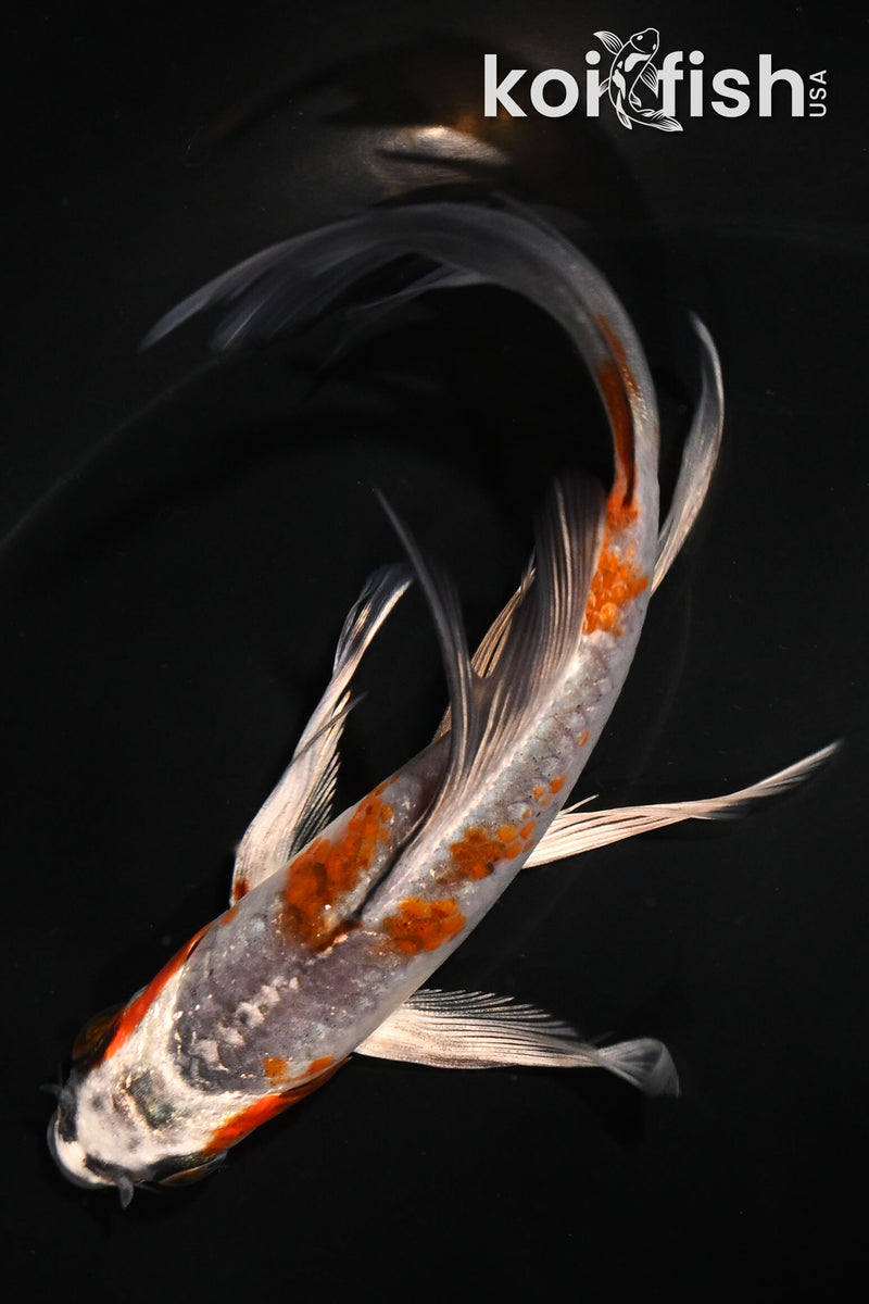 5.5" KUJAKU BUTTERFLY