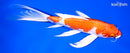 10.25" HARIWAKE BUTTERFLY