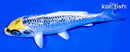 5.5" GINRIN KUJAKU