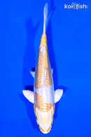 6.25" DOITSU HARIWAKE