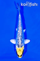 5.5" GINRIN KUJAKU