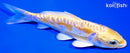 5.75" GINRIN DOITSU LEMON HARIWAKE
