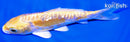 5.75" GINRIN DOITSU LEMON HARIWAKE