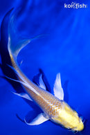 5.5" YAMABUKI OGON BUTTERFLY