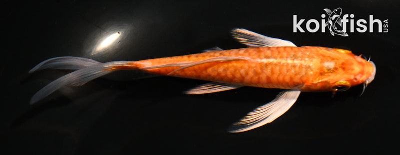4.5" DOITSU ORENJI OGON BUTTERFLY