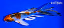 5.25" KUJAKU BUTTERFLY