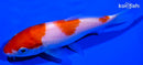 5.75" KOHAKU