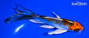 5.25" KUJAKU BUTTERFLY