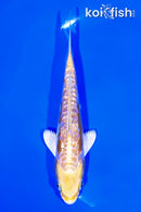 5.75" GINRIN DOITSU LEMON HARIWAKE