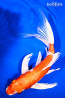 10.25" HARIWAKE BUTTERFLY