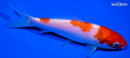 5.75" KOHAKU