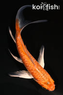 4.5" DOITSU ORENJI OGON BUTTERFLY