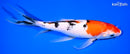 10.25" SANKE BUTTERFLY