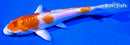 5.75" KIKUSUI