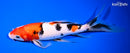 10.25" SANKE BUTTERFLY