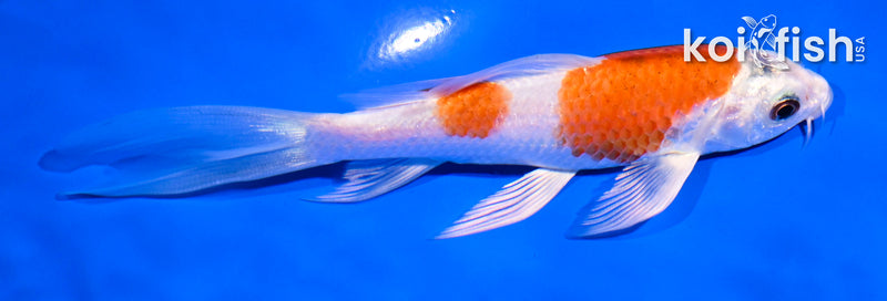 5.5" HARIWAKE BUTTERFLY