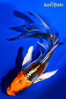 5.25" KUJAKU BUTTERFLY