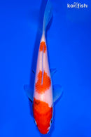 5.75" KOHAKU