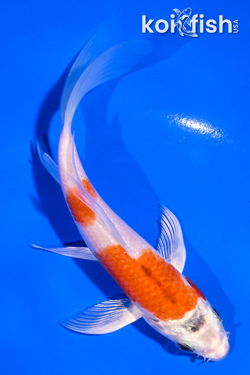 5.5" HARIWAKE BUTTERFLY