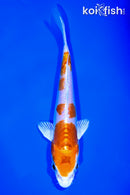 5.75" KIKUSUI