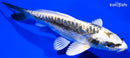6" KIN KIOKURYU