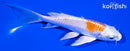 5.5" HARIWAKE BUTTERFLY