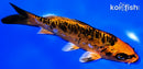 5.75" BENI KIKOKURYU