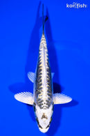 6" KIN KIOKURYU