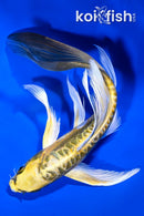 7.75" KIN KIKOKURYU BUTTERFLY
