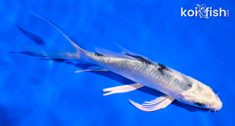 5.5" GIN SHIRO BEKKO BUTTERFLY