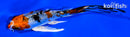 5" GINRIN YAMATO NISHIKI BUTTERFLY