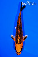 5.75" BENI KIKOKURYU