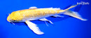 10.25" GINRIN HARIWAKE BUTTERFLY