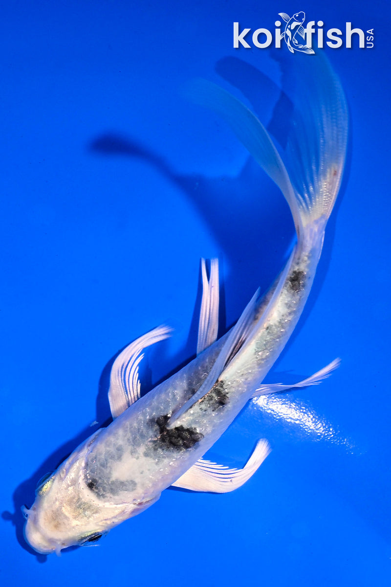 5.5" GIN SHIRO BEKKO BUTTERFLY