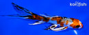 5" GINRIN YAMATO NISHIKI BUTTERFLY