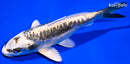 6" KIN KIOKURYU