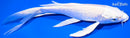 8" PLATINUM OGON BUTTERFLY
