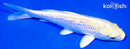 5.75" GINRIN LEMON HARIWAKE