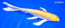 10.25" GINRIN HARIWAKE BUTTERFLY