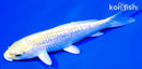 5.75" GINRIN LEMON HARIWAKE
